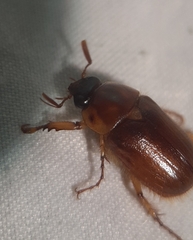 Cyclocephala borealis