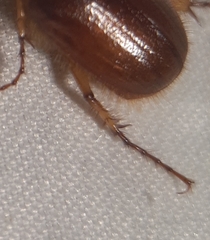 Cyclocephala borealis