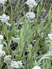 Antennaria anaphaloides