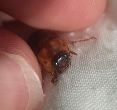 Cyclocephala borealis