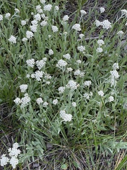 Antennaria anaphaloides