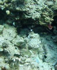 Pycnochromis dimidiatus