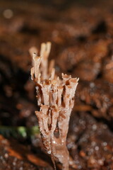 Artomyces austropiperatus