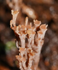 Artomyces austropiperatus