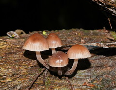 Mycena clarkeana
