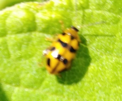 Alagoasa tridecimmaculata