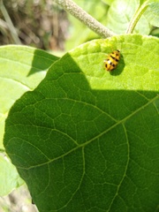 Alagoasa tridecimmaculata