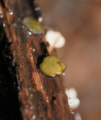 Chlorencoelia versiformis