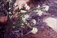 Pimelea stricta