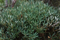 Banksia paludosa