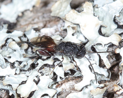 Phasgonophora sulcata