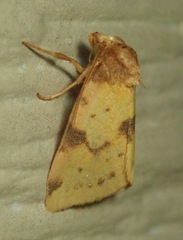 Azenia obtusa