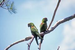 Rhynchopsitta terrisi