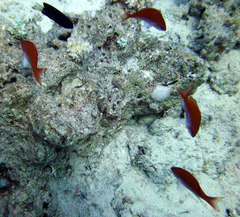 Pseudanthias taeniatus