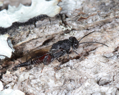 Phasgonophora sulcata