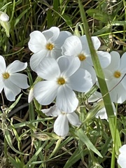Phlox multiflora