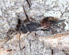 Phasgonophora sulcata