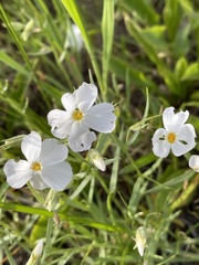 Phlox multiflora