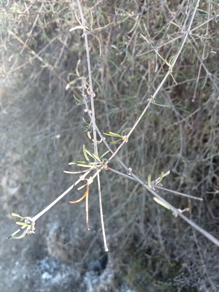 Olearia lineata in June 2022 by Kasey Joe-McIndoe · iNaturalist