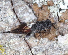 Phasgonophora sulcata