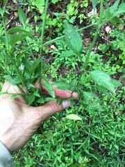 Dicliptera brachiata