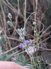 Pediomelum digitatum