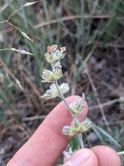 Pediomelum digitatum