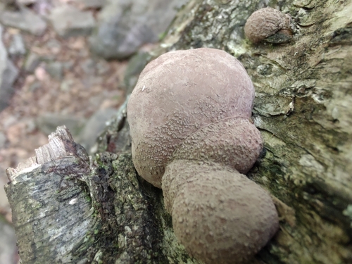 Daldinia (Photo 3 of 15)