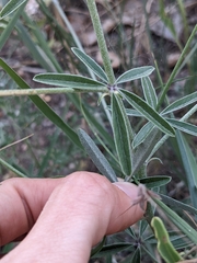 Pediomelum digitatum