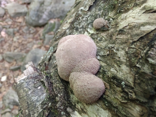 Daldinia (Photo 4 of 15)