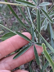 Pediomelum digitatum