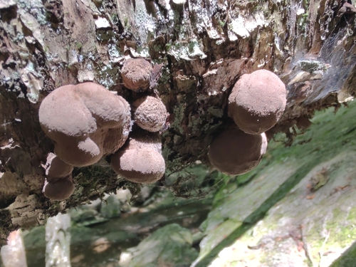 Daldinia (Photo 5 of 15)