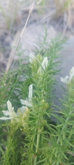 Oxytropis muricata
