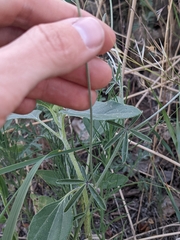 Pediomelum digitatum