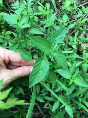 Dicliptera brachiata