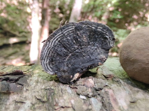 Daldinia (Photo 6 of 15)