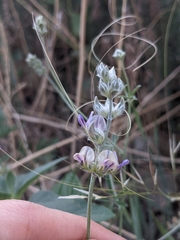 Pediomelum digitatum