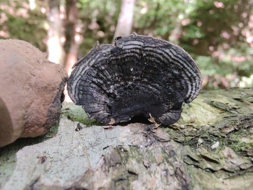 Daldinia (Photo 7 of 15)