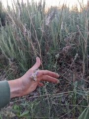 Pediomelum digitatum