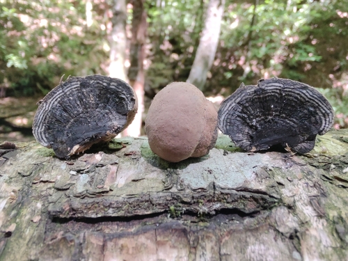 Daldinia (Photo 8 of 15)