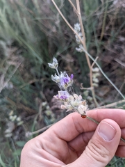 Pediomelum digitatum