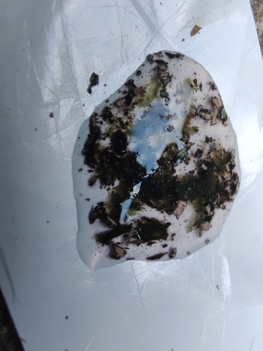Daldinia (Photo 9 of 15)