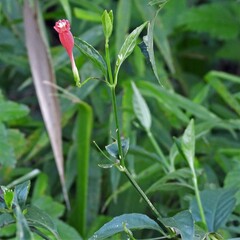 Ruellia angustiflora
