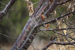 Haemorhous mexicanus