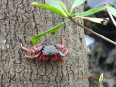 Goniopsis cruentata