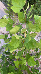 Platanus occidentalis
