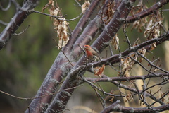 Haemorhous mexicanus