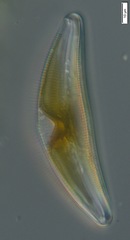 Cymbella