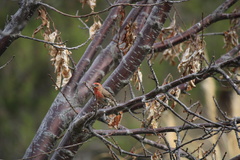 Haemorhous mexicanus