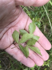 Rhus aromatica aromatica